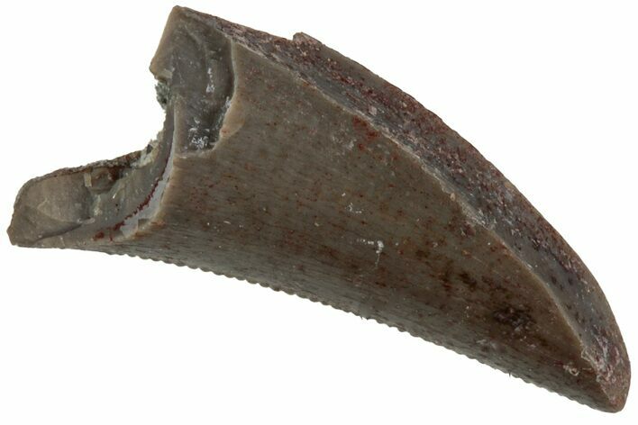 Serrated, Triassic Reptile (Postosuchus?) Tooth - Arizona #231184